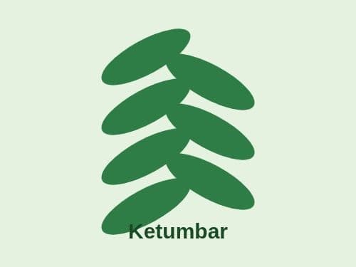 Foto Ketumbar