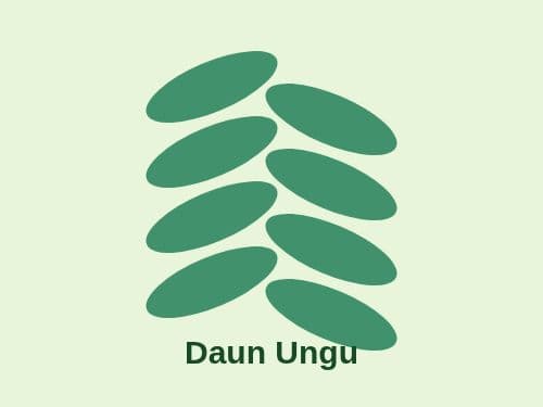 Foto Daun Ungu