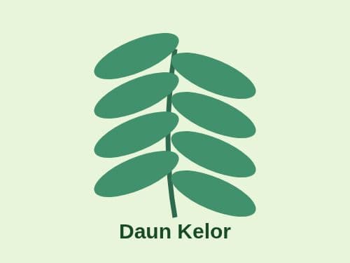Foto Daun Kelor