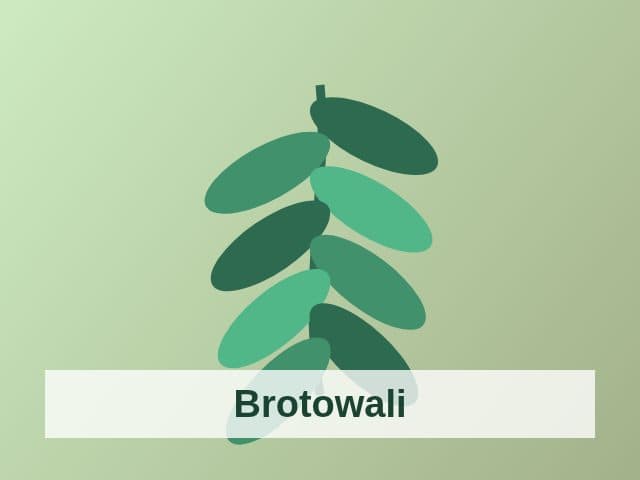 Foto Brotowali