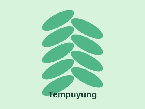 Foto Tempuyung