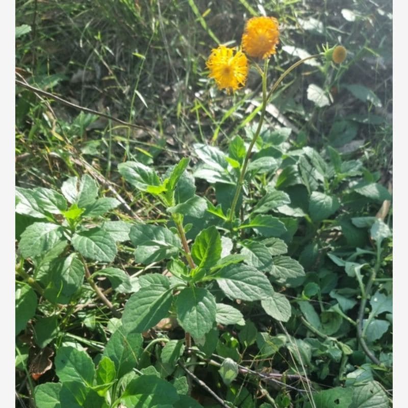Foto Daun Dewa