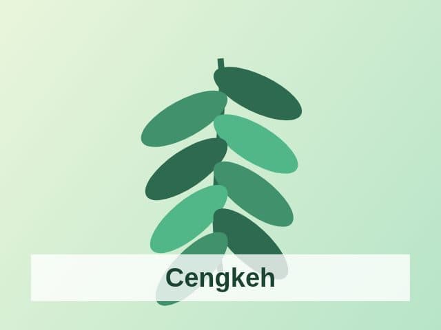 Foto Cengkeh