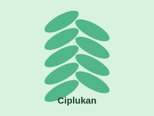 Foto Ciplukan